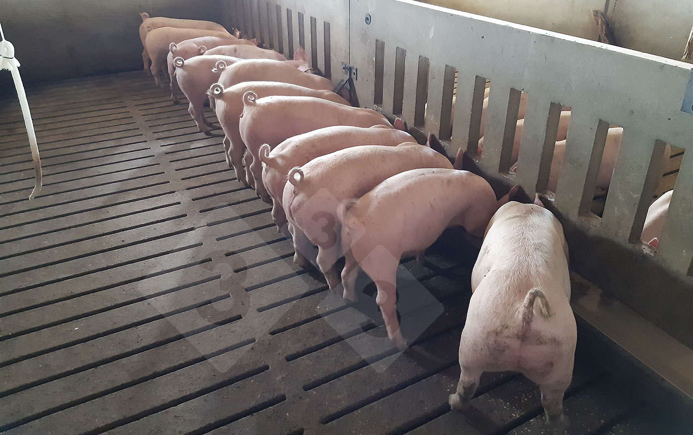 Alimentation en ration -&nbsp;Mangeoire longue
